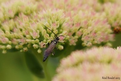 Black-and-white Ichneumon wasp Coelichneumon deliratorius