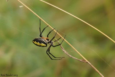 L'argiope ou araignée jaune et noire