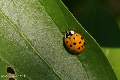 Coccinelle asiatique multicolore