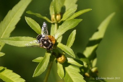 Famille syrphides