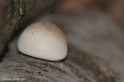 Champignon