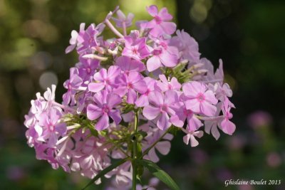 Phlox macul