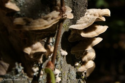 Champignon 