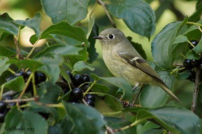 Roitelet  couronne rubis (Ruby-crowned Kinglet) 