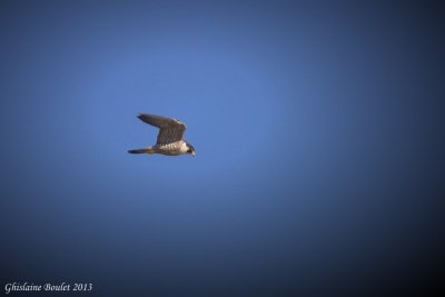 Faucon plerin (Peregrine Falcon)