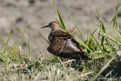 Bcasseau  poitrine cendre (Pectoral Sandpiper)