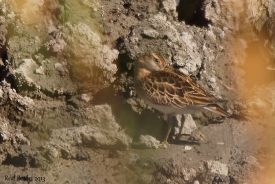 Bcasseau  queue pointue (Sharp-tailed Sandpiper)