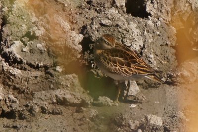 Bcasseau  queue pointue (Sharp-tailed Sandpiper)