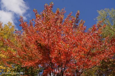 Paysage d'automne