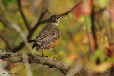Merle d'Amrique (American Robin)