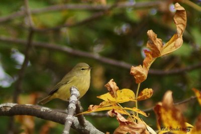Paruline verdtre (Orange-crowned Warbler)