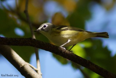 Viro  tte bleue (Solitary Vireo)