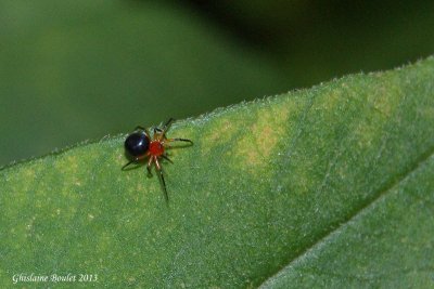 Araignée (Hypsosinga rubens - Orbweaver)