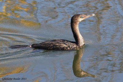 Cormoran  aigrettes (Double-crested Cormorant)