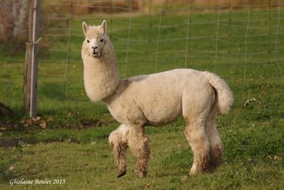 Lama