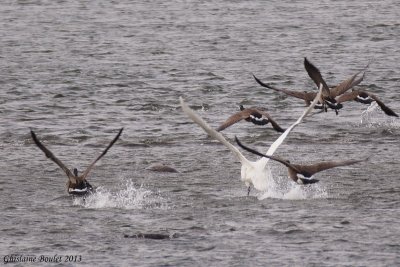 Cygne trompette (Trumpeter Swan)