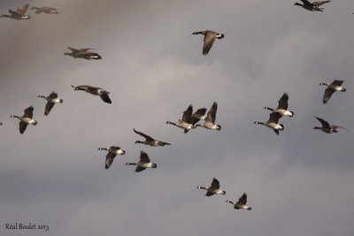 Bernache du Canada (Canada Goose)