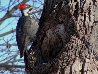 Grand Pic (Pileated Woodpecker)