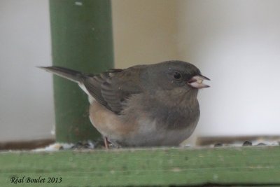 Junco ardois/ros (Pink/Dark-eyed Junco) 