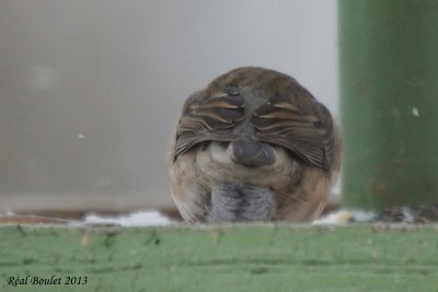 Junco ardois/ros (Pink/Dark-eyed Junco) 