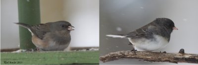 Junco flancs ross (pink-sided) vs Junco ardois (slate-colored)  ???