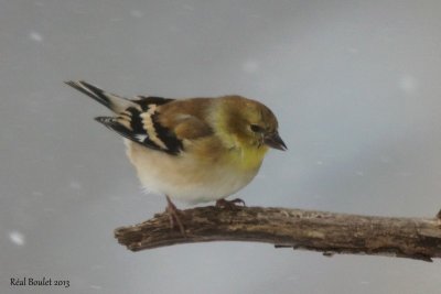 Chardonneret jaune (American Goldfinch)