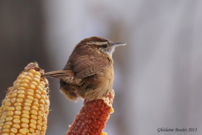 Troglodyte de caroline (Carolina Wren)