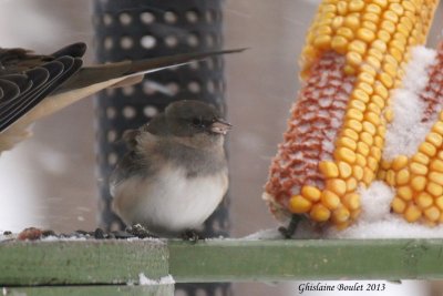 Junco ardois/ros (Pink/Dark-eyed Junco) 