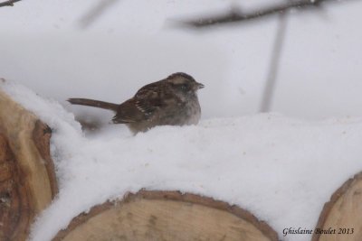 Bruant  gorge blanche (White-throated Sparrow)