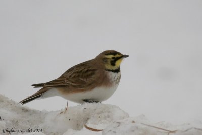 Alouette hausse-col (Horned Lark)