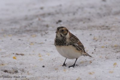 Plectrophane lapon (Lapland Longspur)