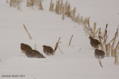 Perdrix grise (Gray Partridge)