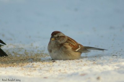 Bruant hudsonnien (American Tree Sparrow) 