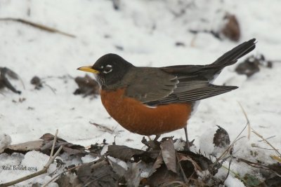 Merle d'Amrique (American Robin)