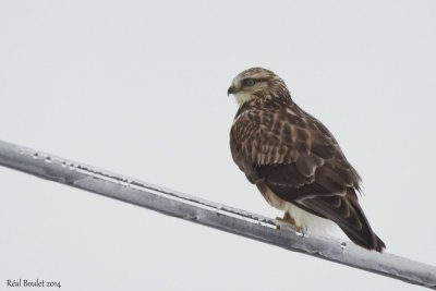 Buse pattue (Rough-legged Hawk) 