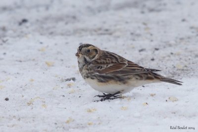 Plectrophane lapon (Lapland Longspur)