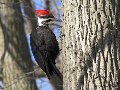 Grand Pic (Pileated Woodpecker)