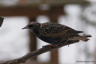 tourneau sansonnet (European Starling)