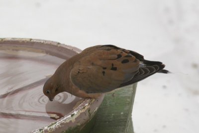 Tourterelle triste (Mourning Dove)