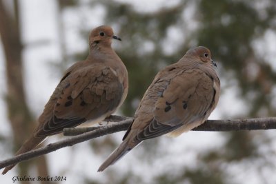 Tourterelle triste (Mourning Dove)