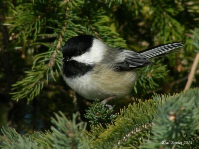 Msange  tte noire (Black-capped Chickadee)