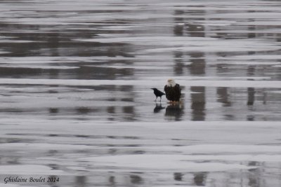 Pygargue  tte blanche (Bald Eagle)