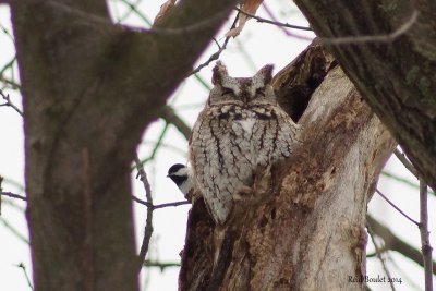 Petit-duc maculé (Eastern Screech-Owl)
