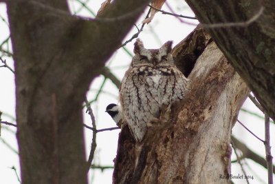 Petit-duc macul (Eastern Screech-Owl)