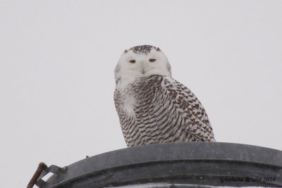 Harfang des neiges (Snowy Owl)