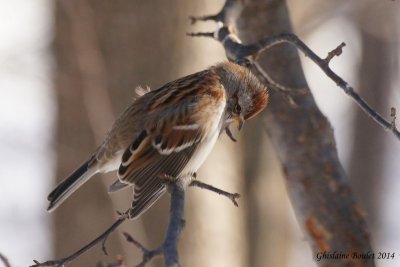 Bruant hudsonnien (American Tree Sparrow) 
