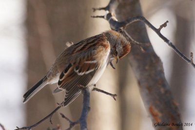 Bruant hudsonnien (American Tree Sparrow)