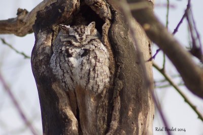 Petit-duc macul (Eastern Screech-Owl)