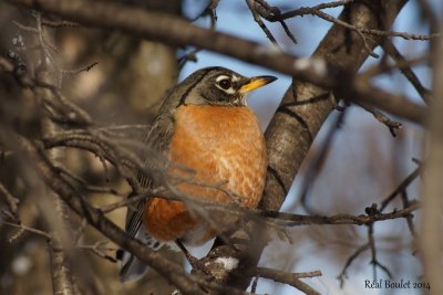 Merle d'Amrique (American Robin)