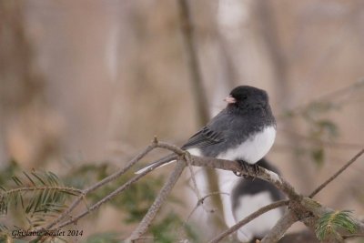 Junco ardois (Dark-eyed Junco) 